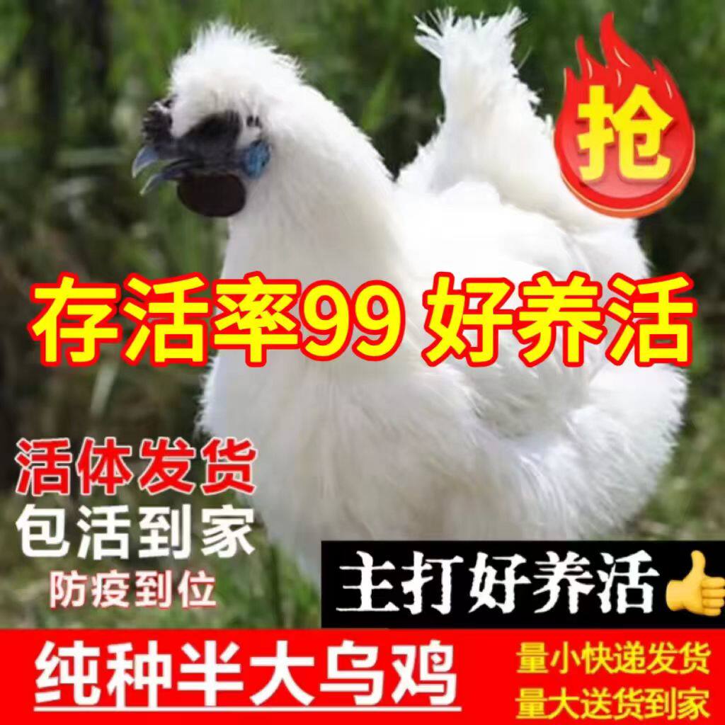纯种白凤乌骨鸡1斤小鸡仔苗活体