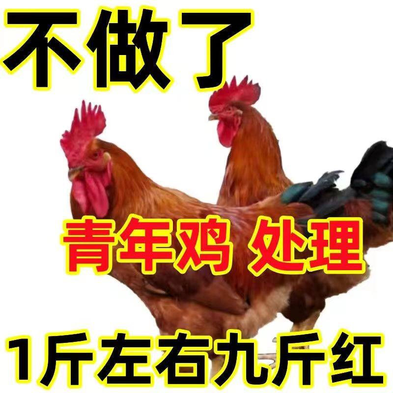 一斤正宗九斤红公鸡活苗红玉380纯种九斤黄小鸡苗散养土鸡脱温鸡