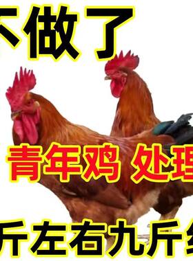 1斤公鸡活鸡苗九斤黄公鸡小鸡苗
