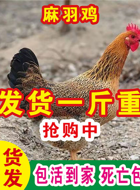 1斤麻羽鸡活苗活体母鸡小鸡仔苗