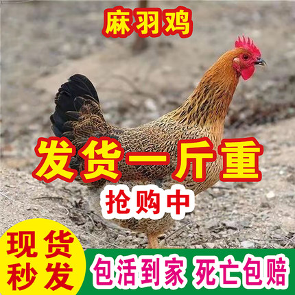一斤纯种麻羽土鸡活苗正宗青脚麻羽绿壳蛋鸡脱温农家散养小鸡活苗