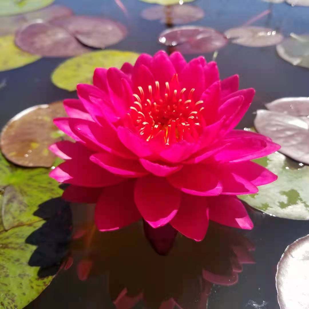 山莓    耐寒属睡莲   大型品种 带花发货