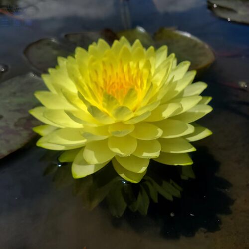 耐寒睡莲进口水生花卉