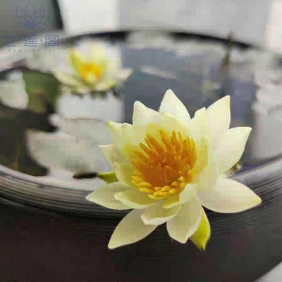 海尔芙拉小海小型品种耐寒睡莲