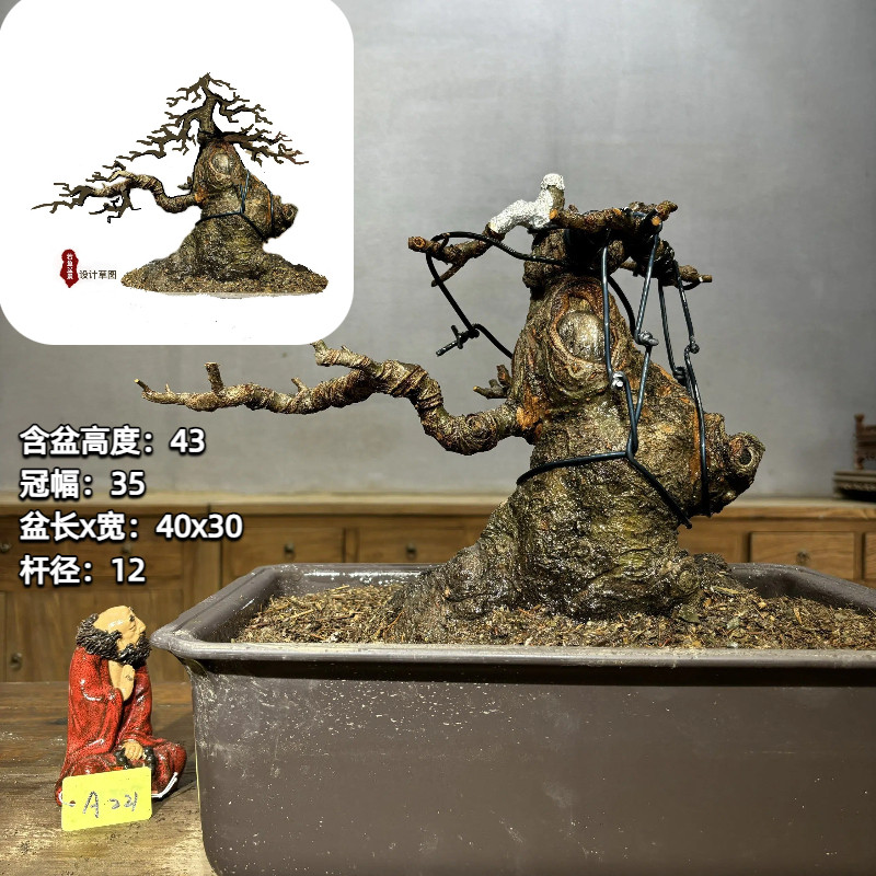 榆树老桩矮霸榆树老桩坨坨小叶榔榆造型盆景,鲜花速递/花卉仿真/绿植园艺,造型盆景,淘宝优惠券,粉丝福利购,淘宝优惠卷