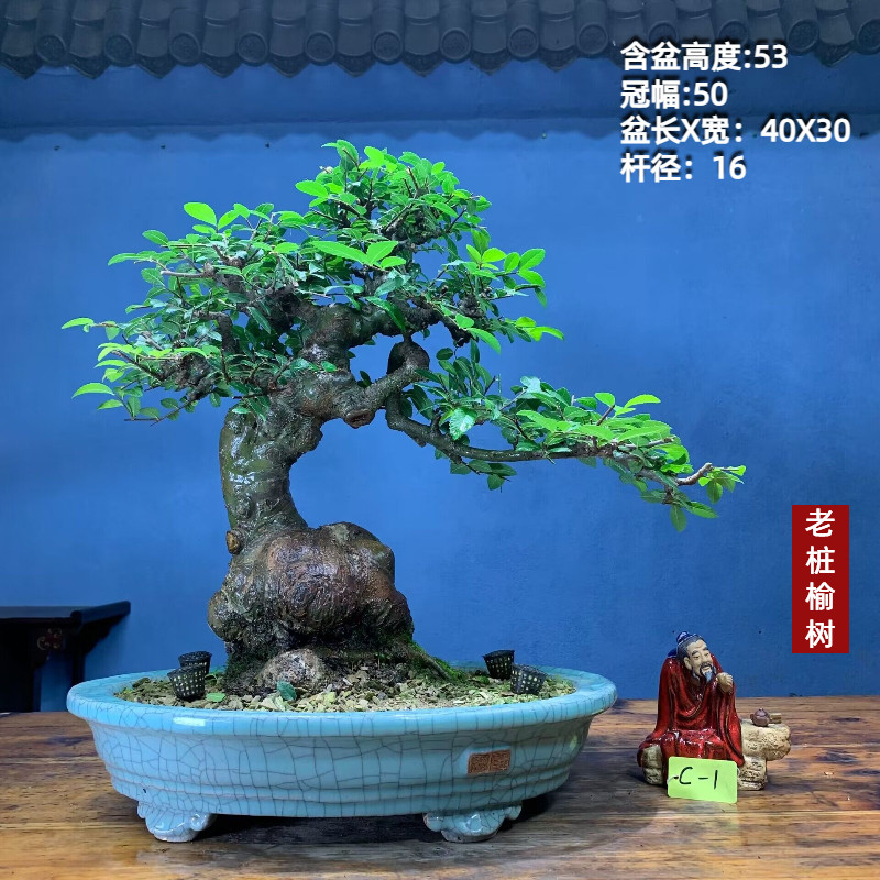 定制老桩矮霸老桩坨坨小叶榔榆一物一拍盆景造型怪桩盆景询价