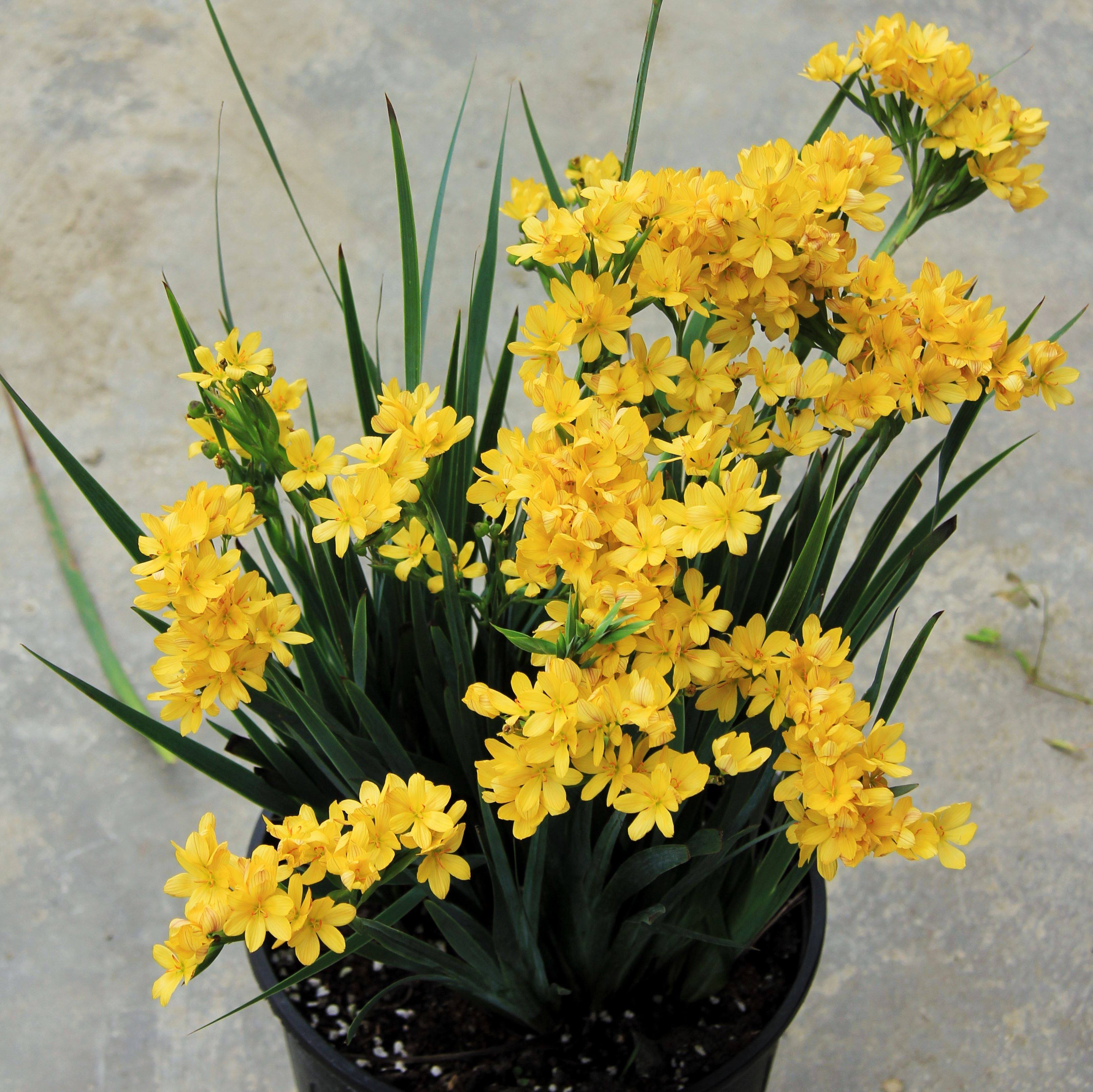 加州庭菖蒲 黄色小花 观叶耐寒泽水 庭院花卉带盆栽植物