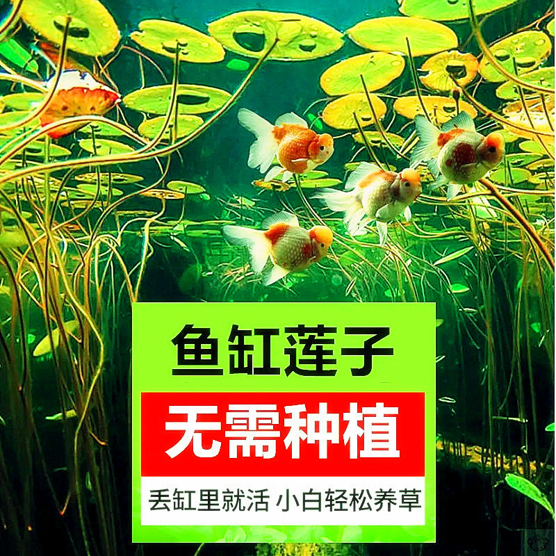 莲花造景鱼缸创意新手碗莲种子