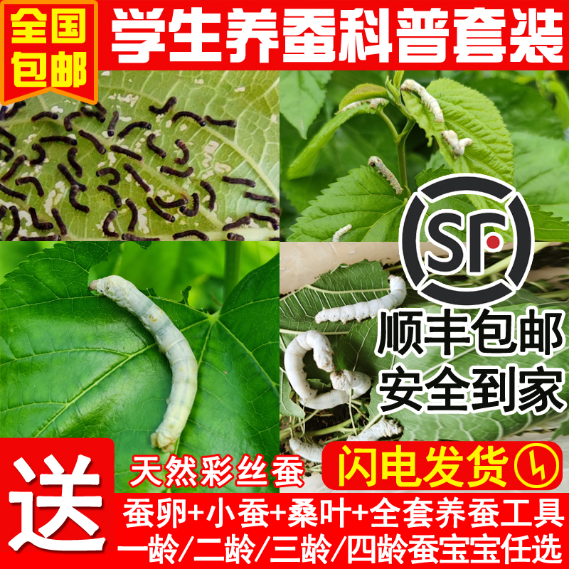 蠶卵學生養蠶套裝彩色蠶寶寶活物