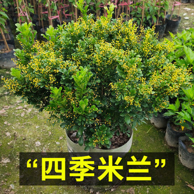 米兰花盆栽花卉植物室内花苗浓香型四季开花好养绿植客厅净化空气