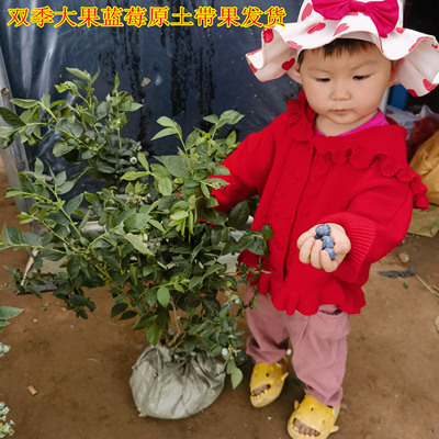 蓝莓果苗蓝莓树苗带土南方北方种植特大盆栽地载奥尼尔蓝莓树果苗