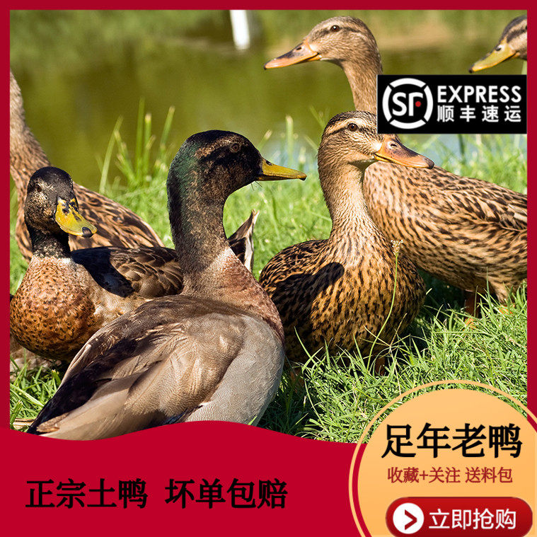 散养鸭子肉年份老鸭子肉麻鸭子蛋整只绿头鸭黄油现杀新鲜顺丰包邮
