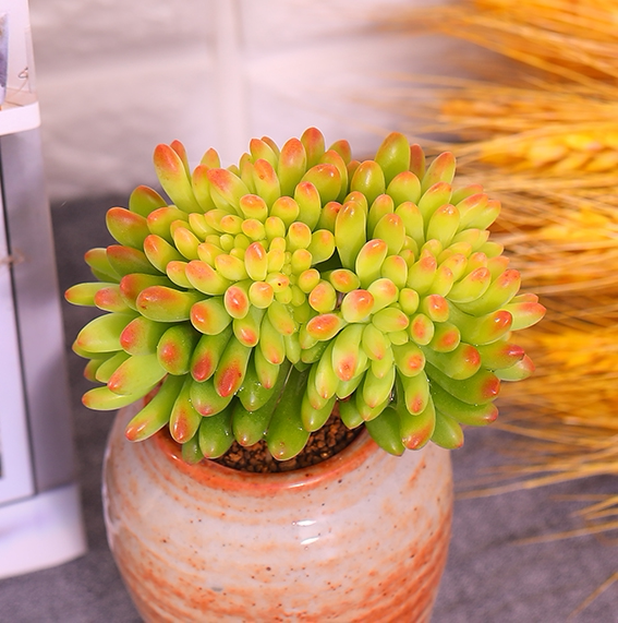 春萌缀化多肉植物稀有品种老桩多肉盆栽罕见变异花卉室内