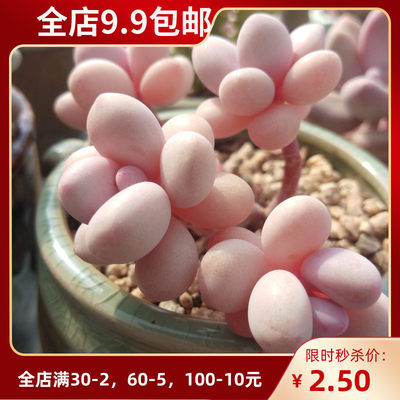 新手套餐法师大棵包邮多肉植物