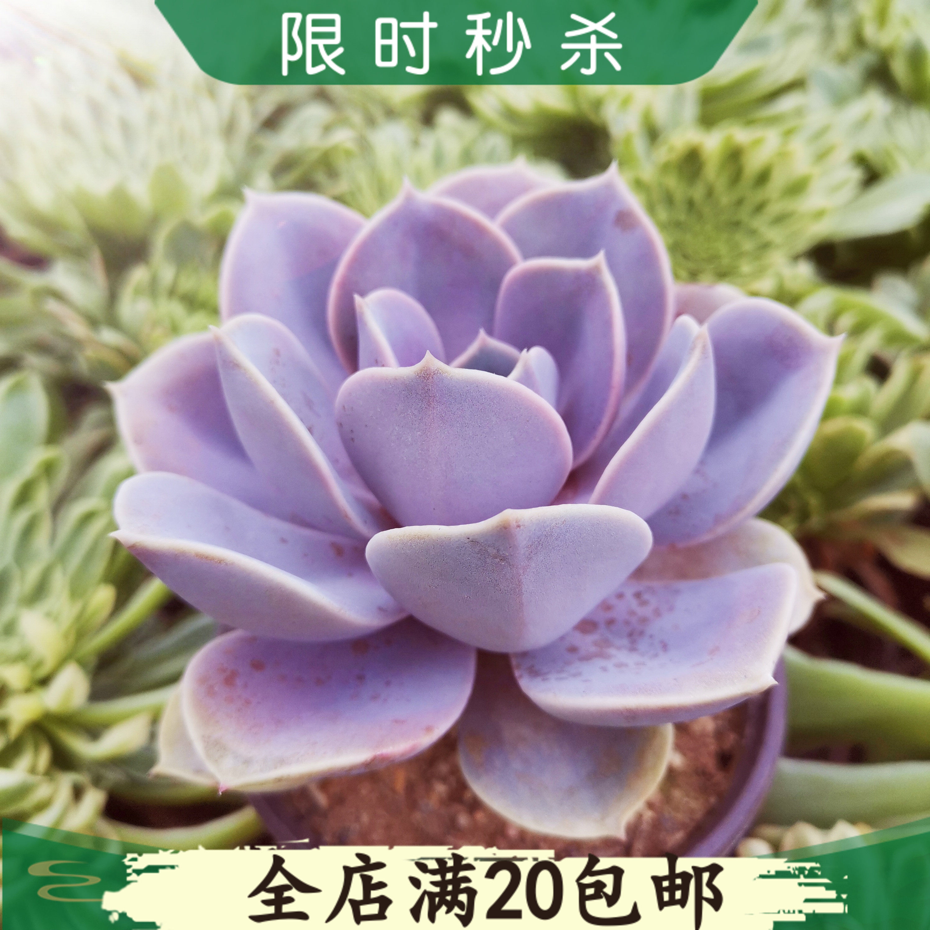 紫珍珠多肉植物丁香多肉景天科石莲花属桌面盆栽绿植花卉在类目 鲜花速递/花卉仿真/绿植园艺, 花卉/绿植盆栽（新）, 多肉植物中 - 来自Buy2taobao.com提供专业的淘宝代购服务