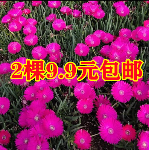 奔龙群生照波多肉植物神童开花