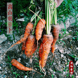 福建闽东源物农场自种小胡萝卜 三斤一份 包邮
