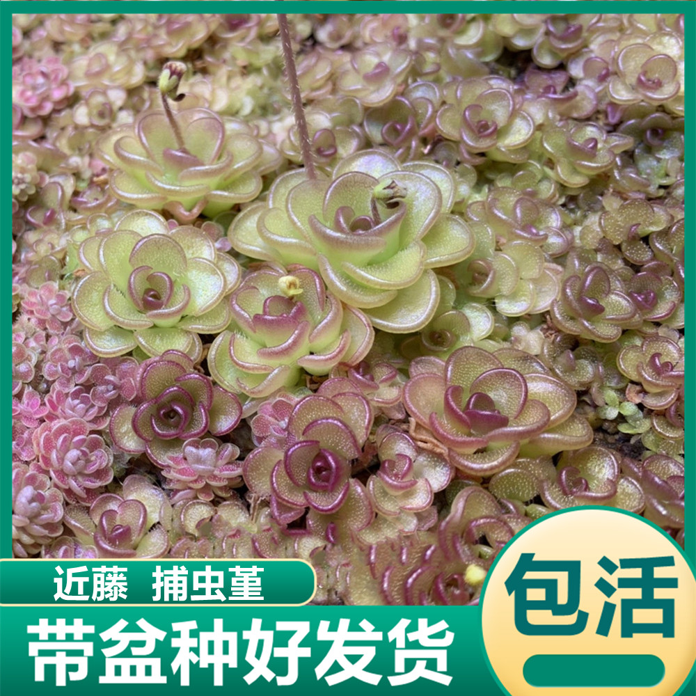 近藤捕虫堇 食虫植物食虫草捕蝇草驱蚊绿植吃小黑飞食虫多肉盆栽