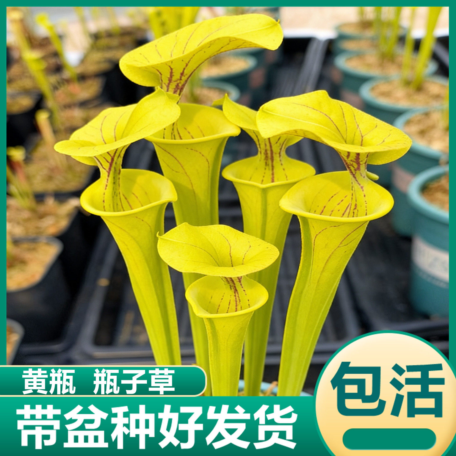 黄瓶瓶子草食虫植物黄色食虫草捕飞虫驱蚊草捕蝇草猪笼草绿植花卉