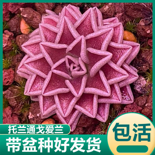 托兰通戈爱兰捕虫堇小型食虫草捕蝇草驱蚊草食虫植物花卉绿植盆栽