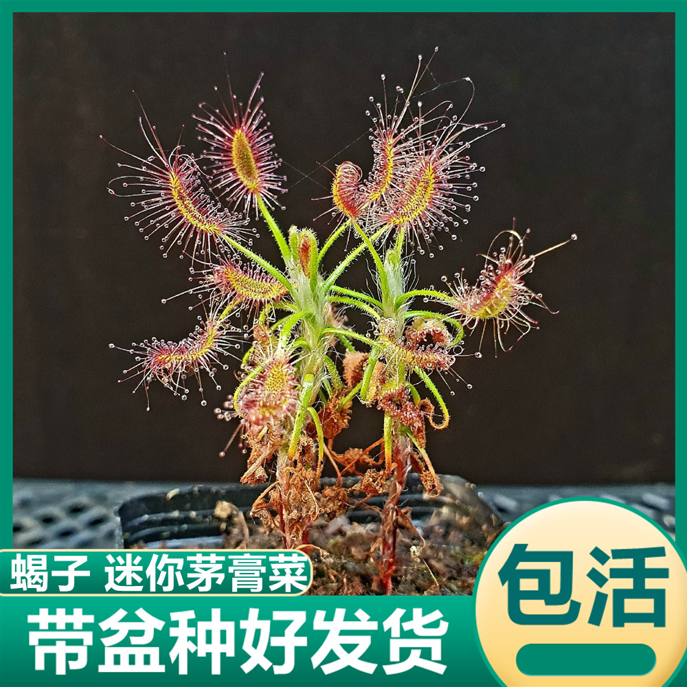 蝎子迷你膏菜小型食虫植物吃虫子盆栽驱蚊植物食虫花猪笼草捕蝇草