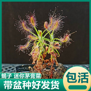 蝎子迷你膏菜小型食虫植物吃虫子盆栽驱蚊植物食虫花猪笼草捕蝇草