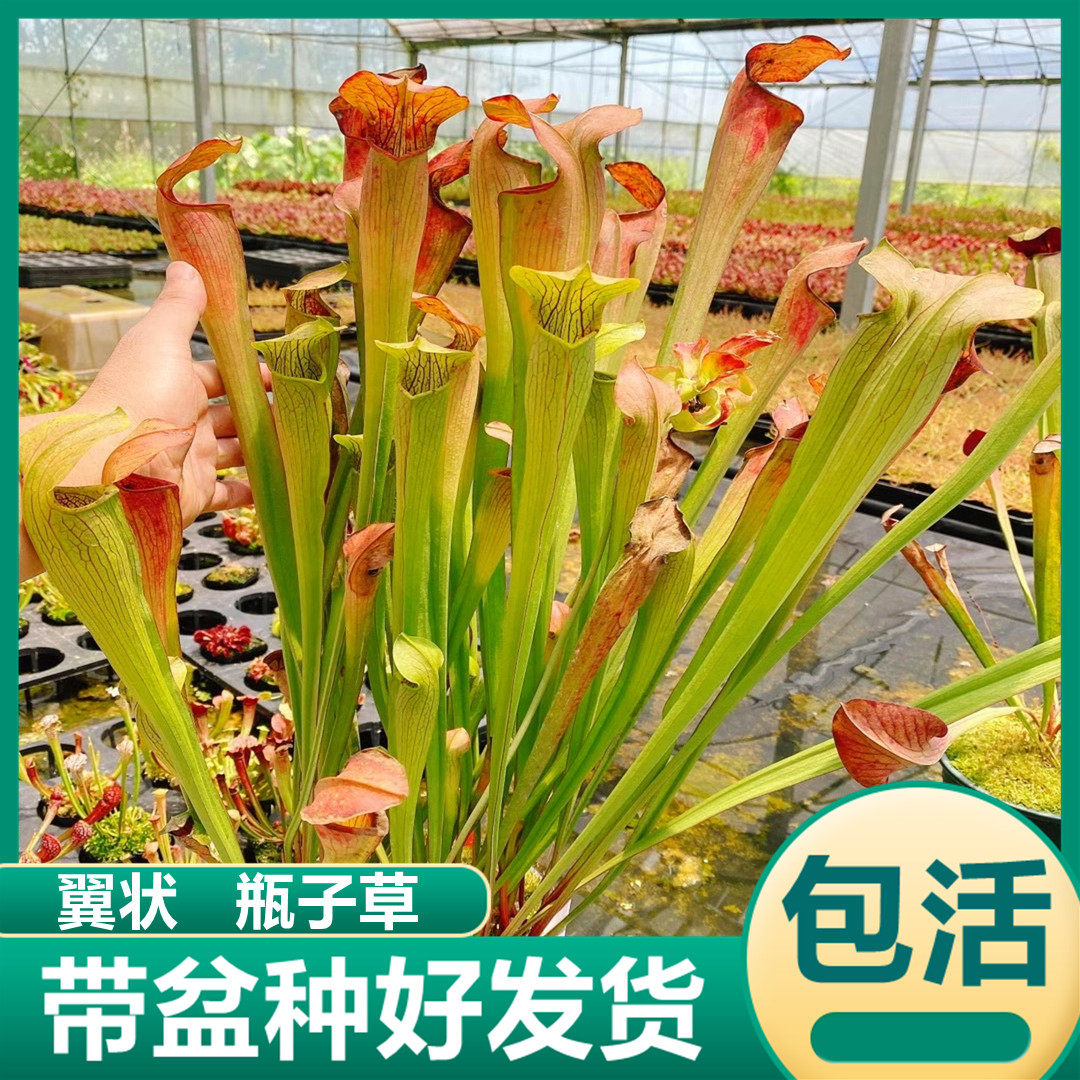翼状瓶子草捕飞虫食虫植物猪笼草捉吃苍蝇食虫花食虫草捕蝇草绿植 - 实物图