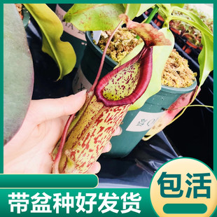 米兰达猪笼草喜阴绿植花卉盆栽吃虫子捕蝇草食虫草大型食虫植物