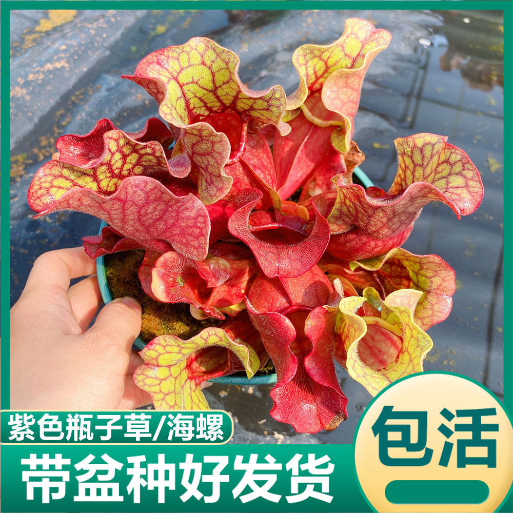 紫色瓶子草紫瓶海螺食虫植物食虫草吃虫驱蚊绿植花卉捕蝇草猪笼草图片