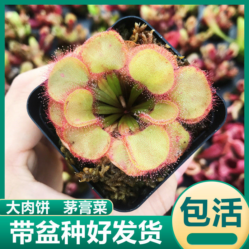 大肉饼茅膏菜食虫植物趣味盆栽高端稀有捕虫造景可爱食虫草绿植