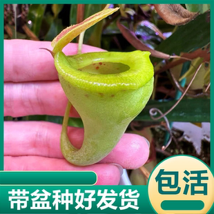 杏黄猪笼草 捕蝇草食虫植物食虫草捕虫草驱蚊喜阴室内绿植盆栽
