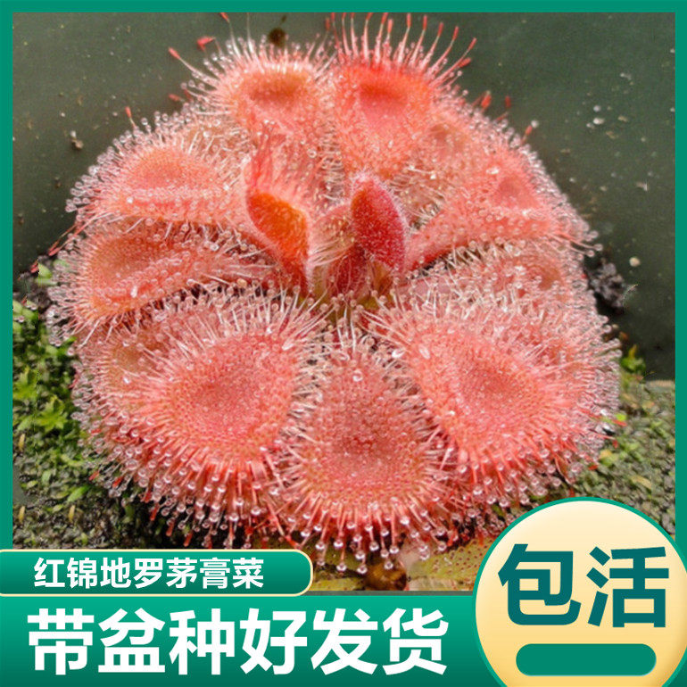 全红锦地罗茅膏菜 食虫草吃虫子盆驱虫草驱蚊食虫植物粘液捕虫草,鲜花速递/花卉仿真/绿植园艺,食虫植物,淘宝优惠券,粉丝福利购,淘宝优惠卷