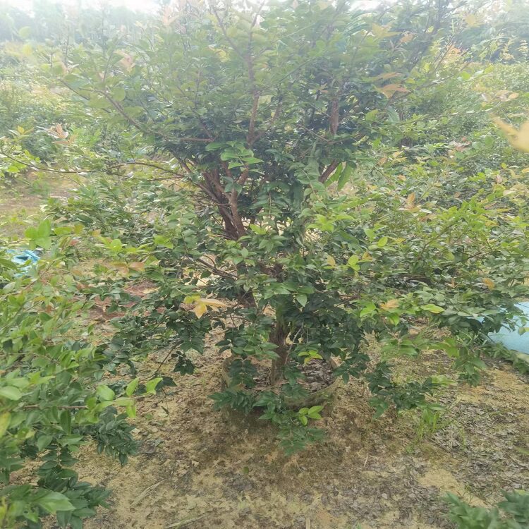 沙巴嘉宝果3-4cm,树葡萄6年苗