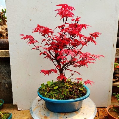 日本红枫盆景原生红舞姬盆栽老桩四季树苗红叶子室内阳台庭院植物