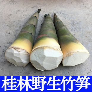 桂林新鲜竹笋现挖带壳大头竹笋广西黄竹笋夏笋野生可腌酸笋嫩笋尖