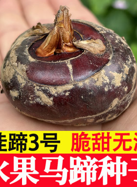 【桂蹄3号】广西荔浦水果马蹄种