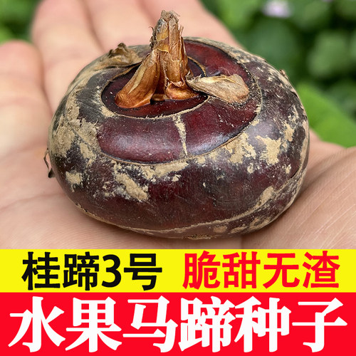 【桂蹄3号】广西荔浦水果马蹄种