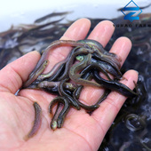 泥鳅苗鲜活喂养宠物钓鱼龙鱼乌龟观赏鱼饲料泥鳅养殖海钓活饵垂钓