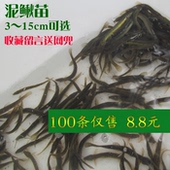 台湾小泥鳅苗钓鱼打窝翘嘴泥养殖鲜活泥鳅批发活体鱼诱饵鳄龟活食