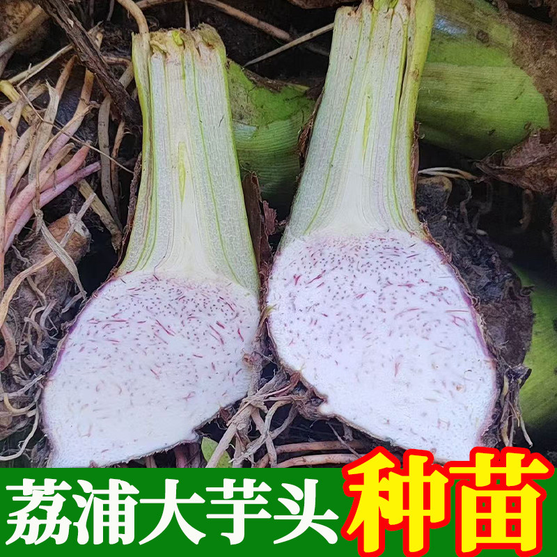 广西正宗荔浦芋头种子种植苗槟榔芋紫藤芋香芋毛芋蔬菜种子育苗