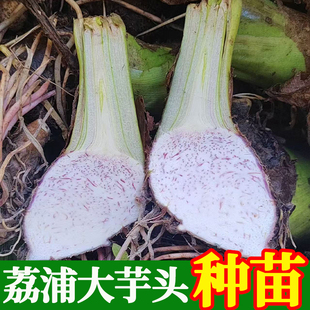 广西正宗荔浦芋头种子种植苗槟榔芋紫藤芋香芋毛芋蔬菜种子育苗