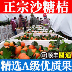 精选正宗砂糖橘广西桂林荔浦新鲜现摘沙糖桔子送礼盒净重整箱顺丰