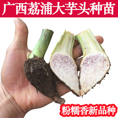 保证正宗广西荔浦大芋头种苗