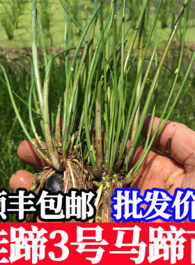 桂蹄3号广西桂林荔浦水果马蹄苗