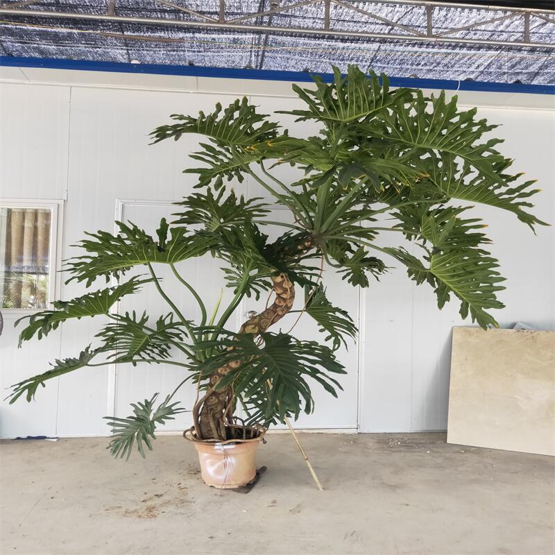 春羽龙鳞杆老桩室内大小盆栽一物一拍水培绿植吸甲醛