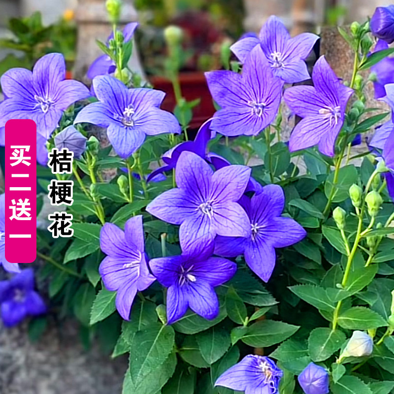 夏秋易种易活桔梗种子图片