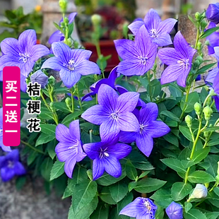 中华桔梗种子铃铛花种籽子四季播种开花易种植阳台盆栽庭院多年生