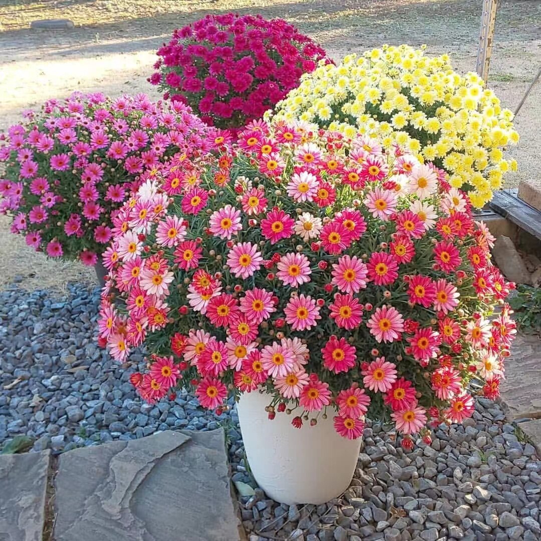 玛格丽特花种籽子孑一年四季播种易活糖果菊小雏菊庭院阳台室内外