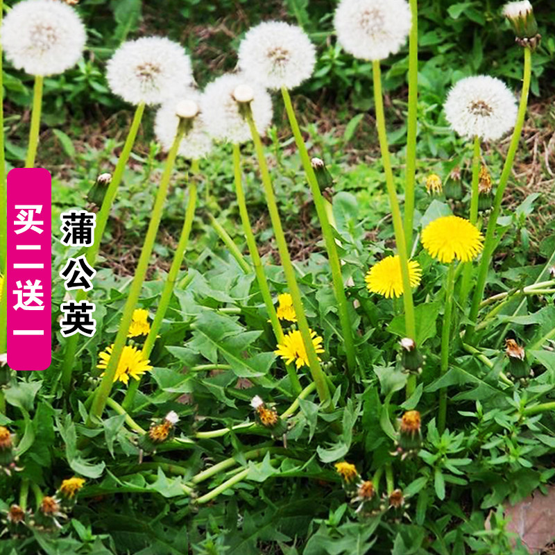 新采蒲公英种子野生婆婆丁种籽野菜种孑四季盆栽蔬菜药材四季播种