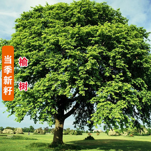 白榆树种子金叶榆钱树防风林水土保持盐碱地造林黑榆大果榆家榆籽